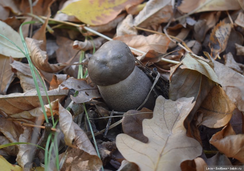 Марыся едет за грибами — Куклы Baboliy (Баболи