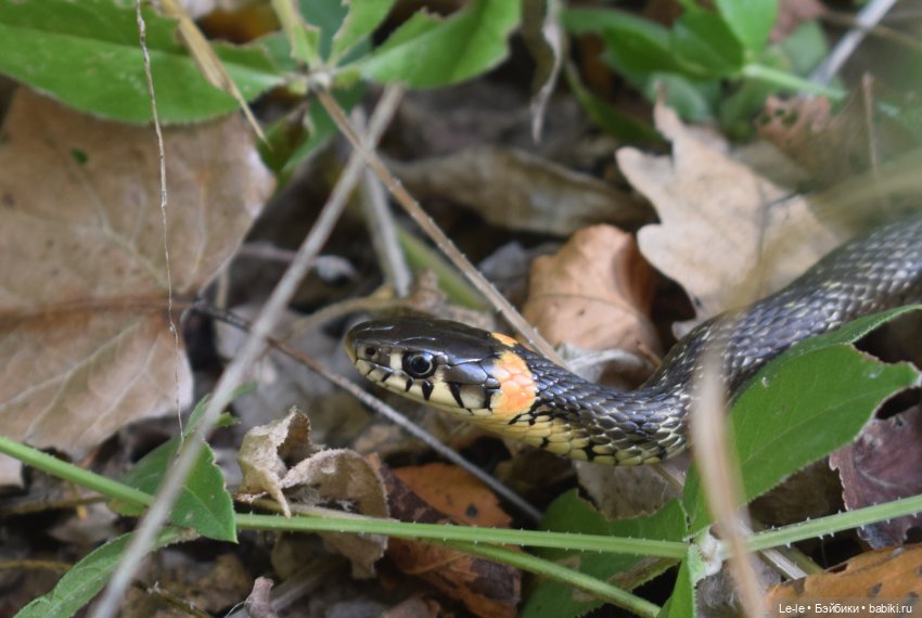 Марыся едет за грибами — Куклы Baboliy (Баболи