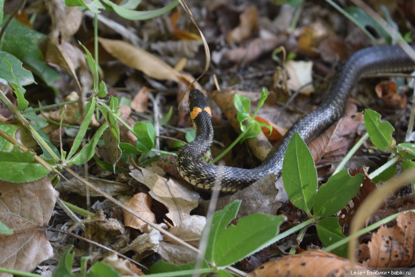 Марыся едет за грибами — Куклы Baboliy (Баболи