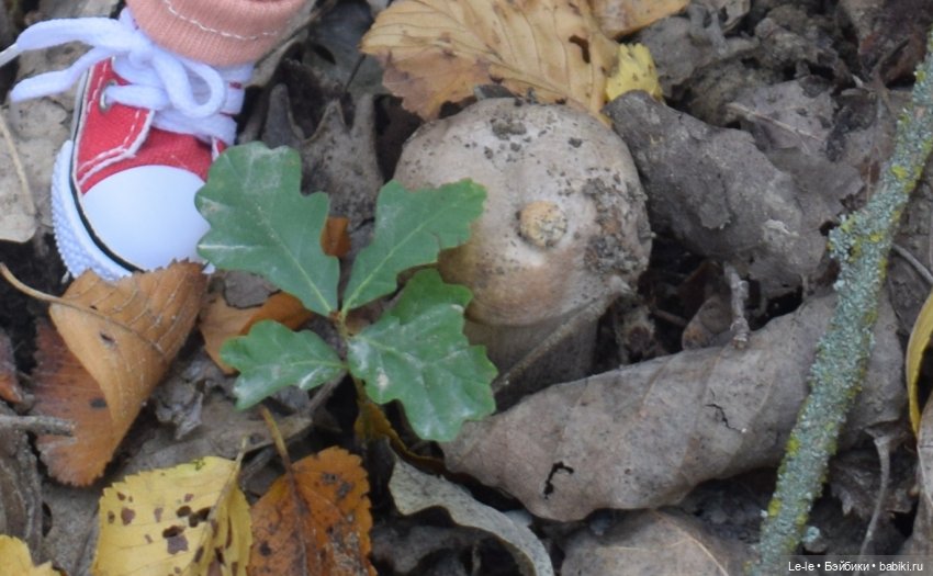 Марыся едет за грибами — Куклы Baboliy (Баболи (фото 4)