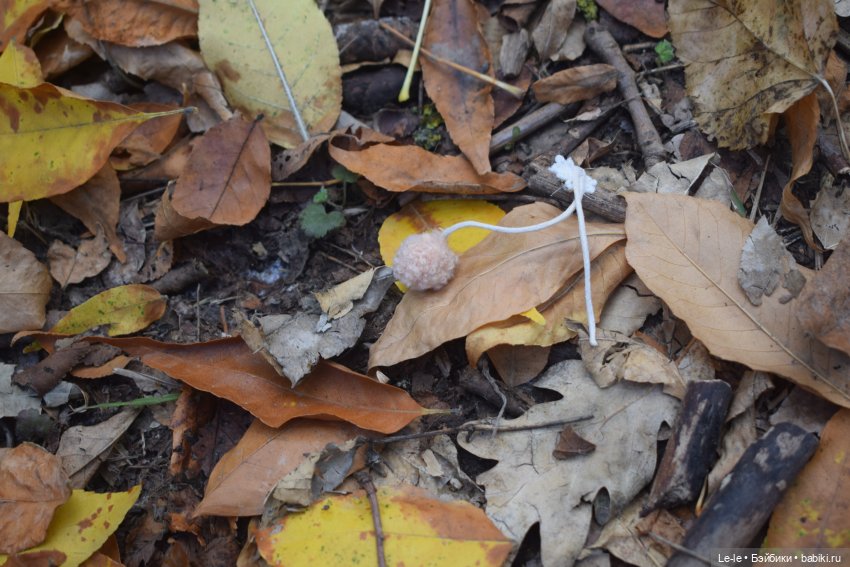 Марыся едет за грибами — Куклы Baboliy (Баболи
