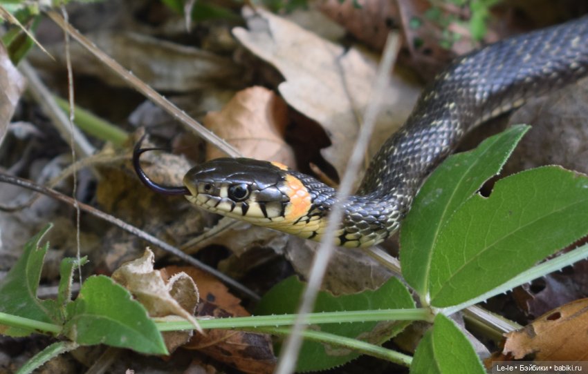 Марыся едет за грибами — Куклы Baboliy (Баболи