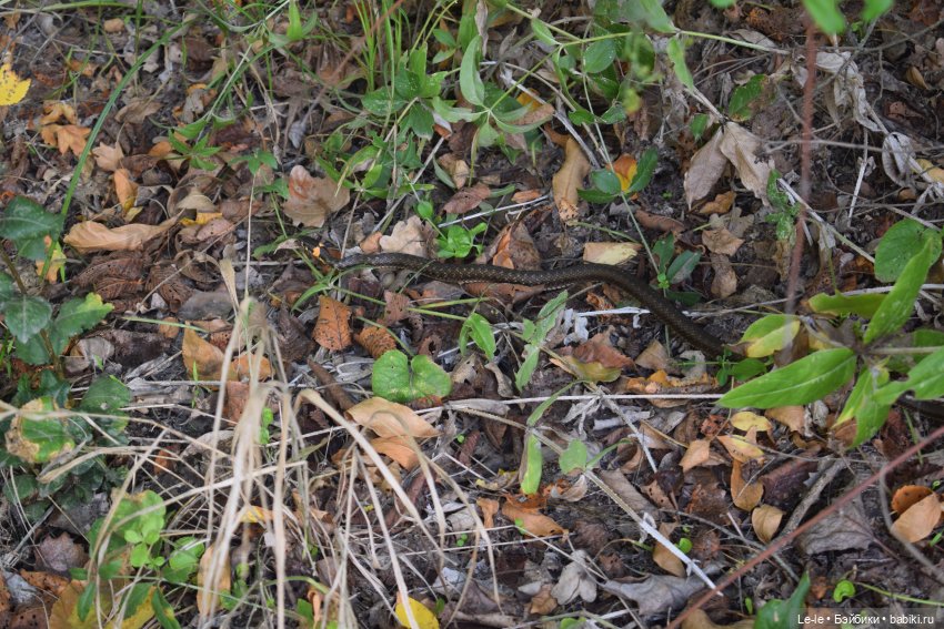 Марыся едет за грибами — Куклы Baboliy (Баболи