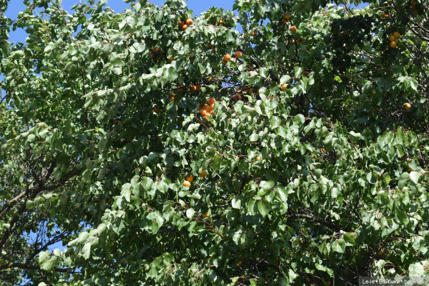 Праздник урожая — Куклы Baboliy (Баболи (фото 2)