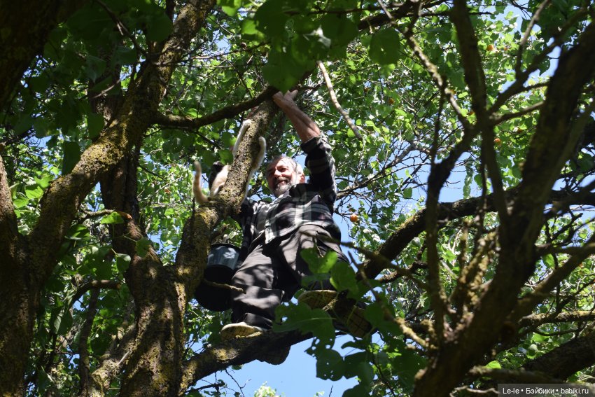 Праздник урожая — Куклы Baboliy (Баболи (фото 3)