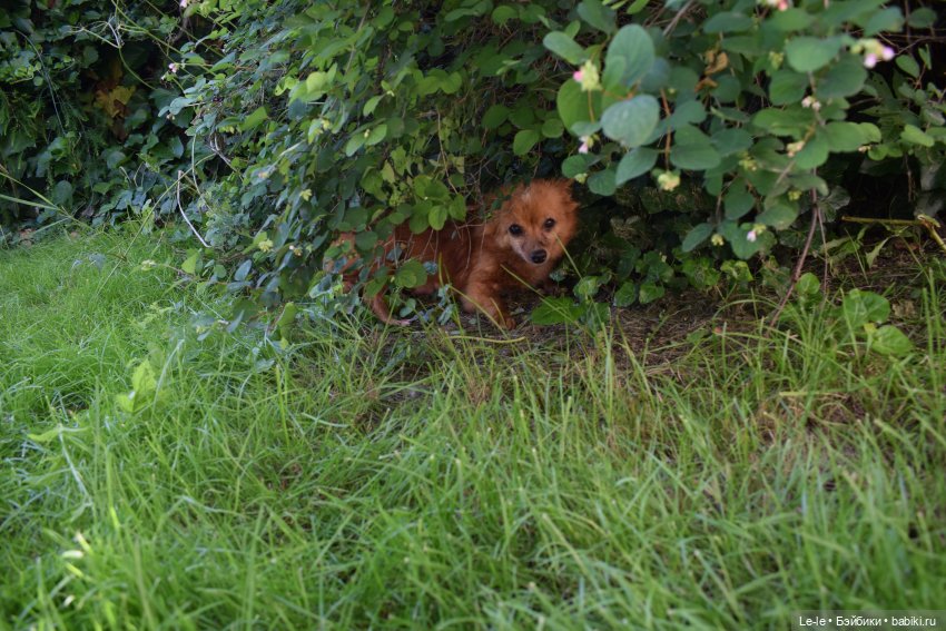 Праздник урожая — Куклы Baboliy (Баболи (фото 7)