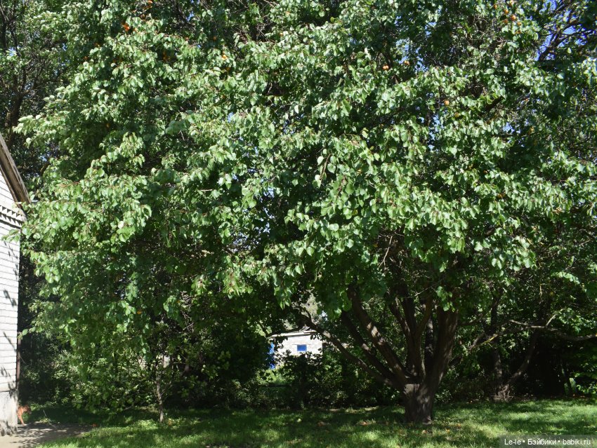 Праздник урожая — Куклы Baboliy (Баболи