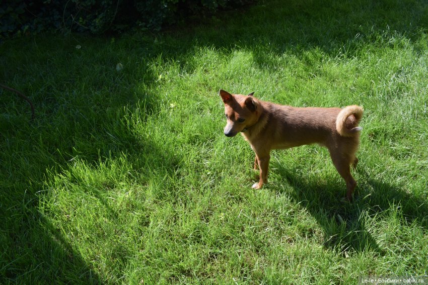 Праздник урожая — Куклы Baboliy (Баболи (фото 6)