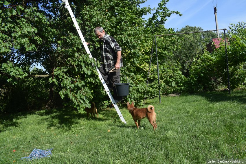 Праздник урожая — Куклы Baboliy (Баболи (фото 5)