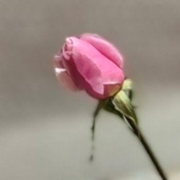 Предновогоднее чудо № 2