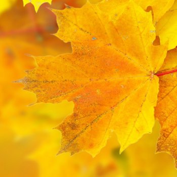 Давнишняя эльфийка