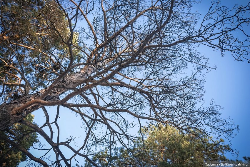 Начало зимы | Бэйбики Начало зимы — Куклы Fairyland (ФэйриЛэнд): BJD (БЖД) (фото 2)