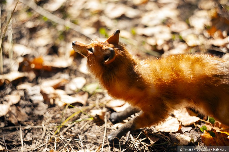 Последний теплый день сентября | Бэйбики Последний теплый день сентября (фото 2)