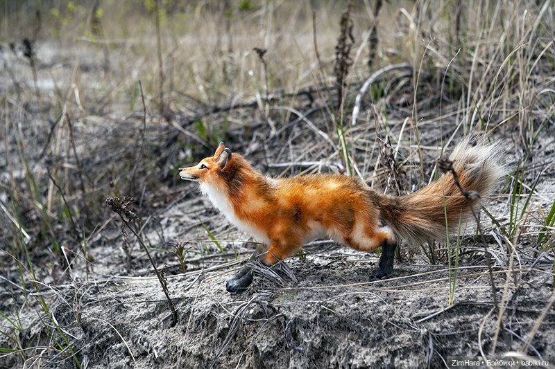 Лисица в песках — Домашние фото авторских игрушек: Тедди (фото 5)