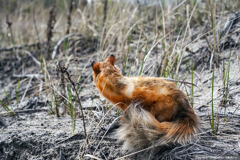 Лисица в песках — Домашние фото авторских игрушек: Тедди (фото 6)