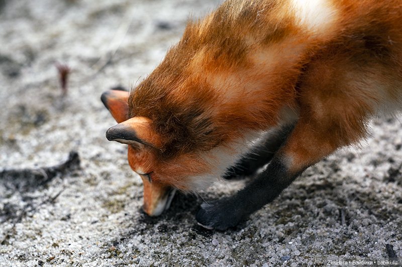 Лисица в песках — Домашние фото авторских игрушек: Тедди (фото 3)