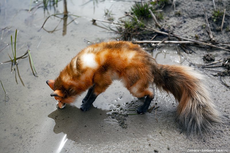 Лисица в песках — Домашние фото авторских игрушек: Тедди (фото 8)