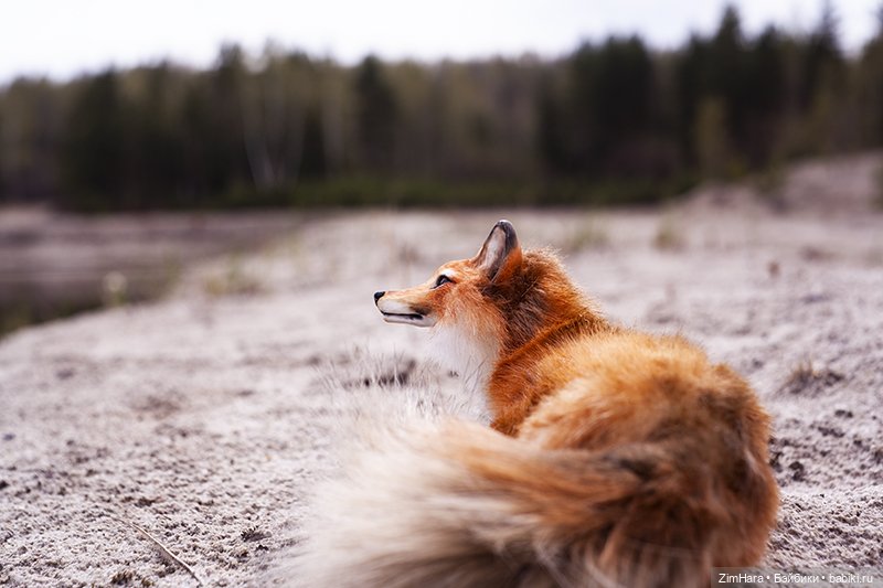 Лисица в песках — Домашние фото авторских игрушек: Тедди (фото 10)