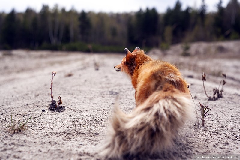Лисица в песках — Домашние фото авторских игрушек: Тедди
