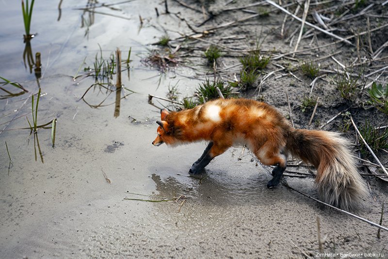 Лисица в песках — Домашние фото авторских игрушек: Тедди (фото 7)