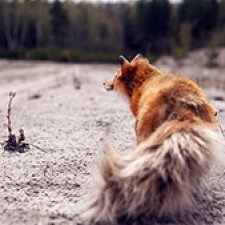 Лисица в песках