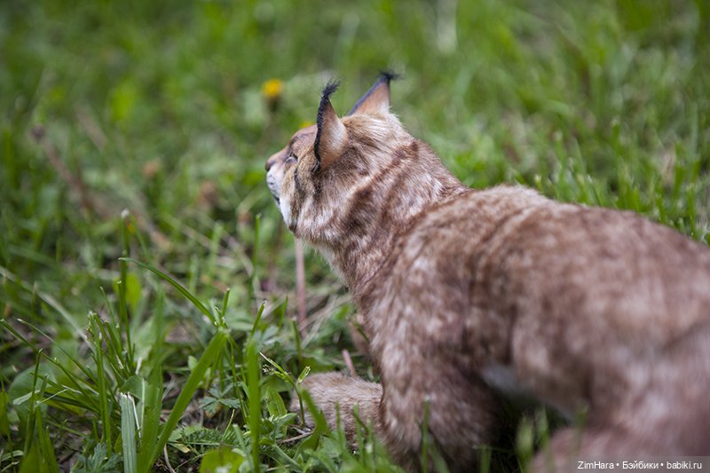 Рыська — Игрушки в смешанной технике (мех и глина): Арт (фото 8)