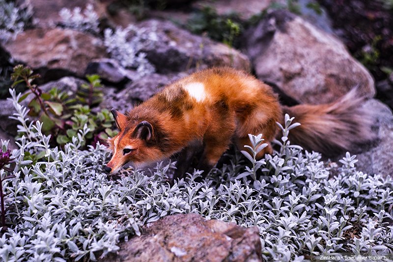 Осенние приключения Акрии (фото 3)