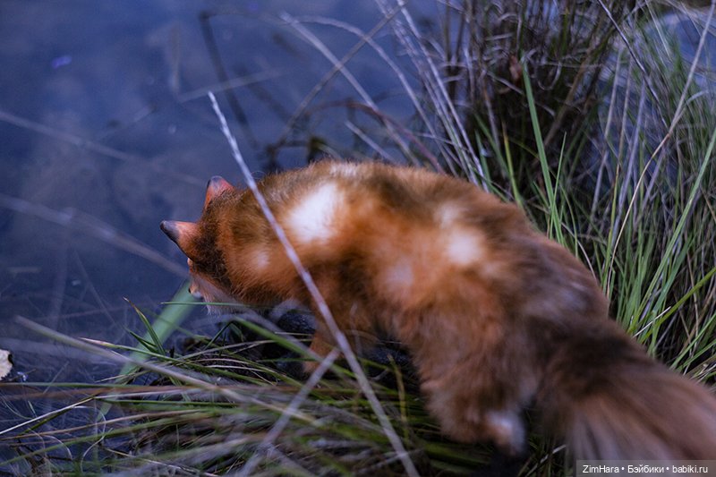 Осенние приключения Акрии (фото 8)