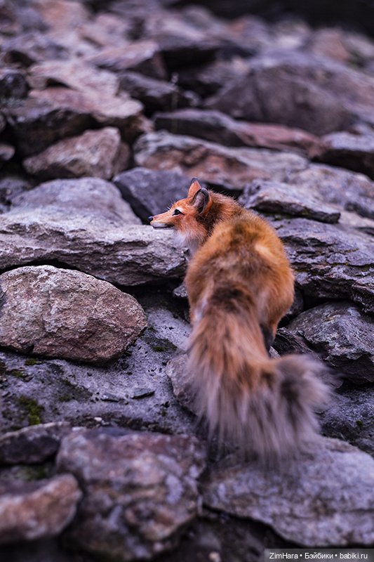 Осенние приключения Акрии (фото 6)
