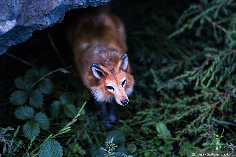 Осенние приключения Акрии (фото 4)