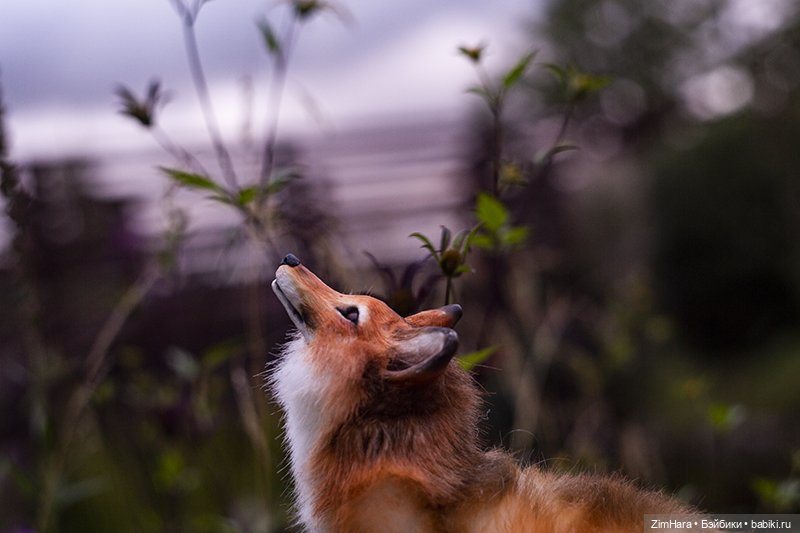 Осенние приключения Акрии (фото 9)