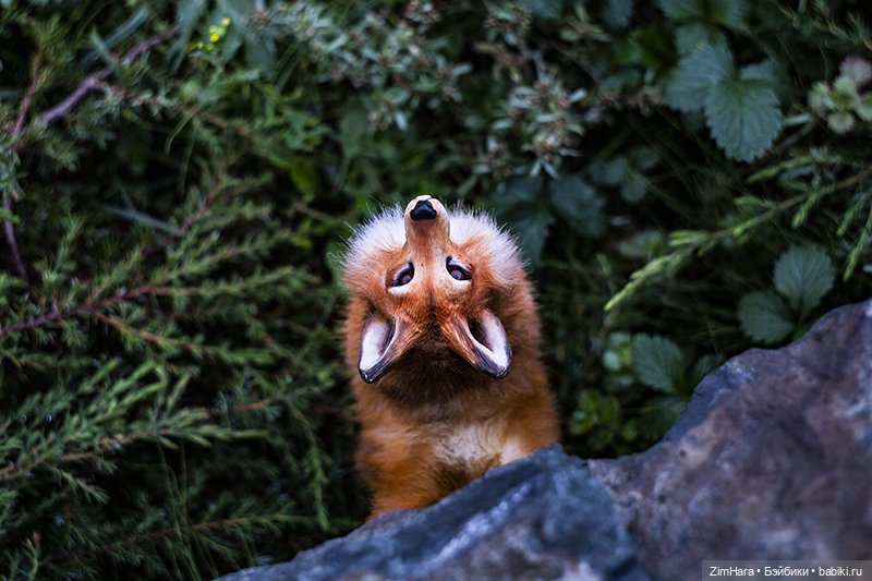 Осенние приключения Акрии (фото 5)