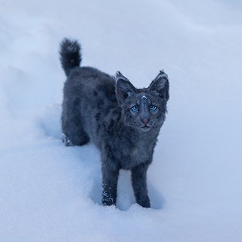 Зимние забавы зверей