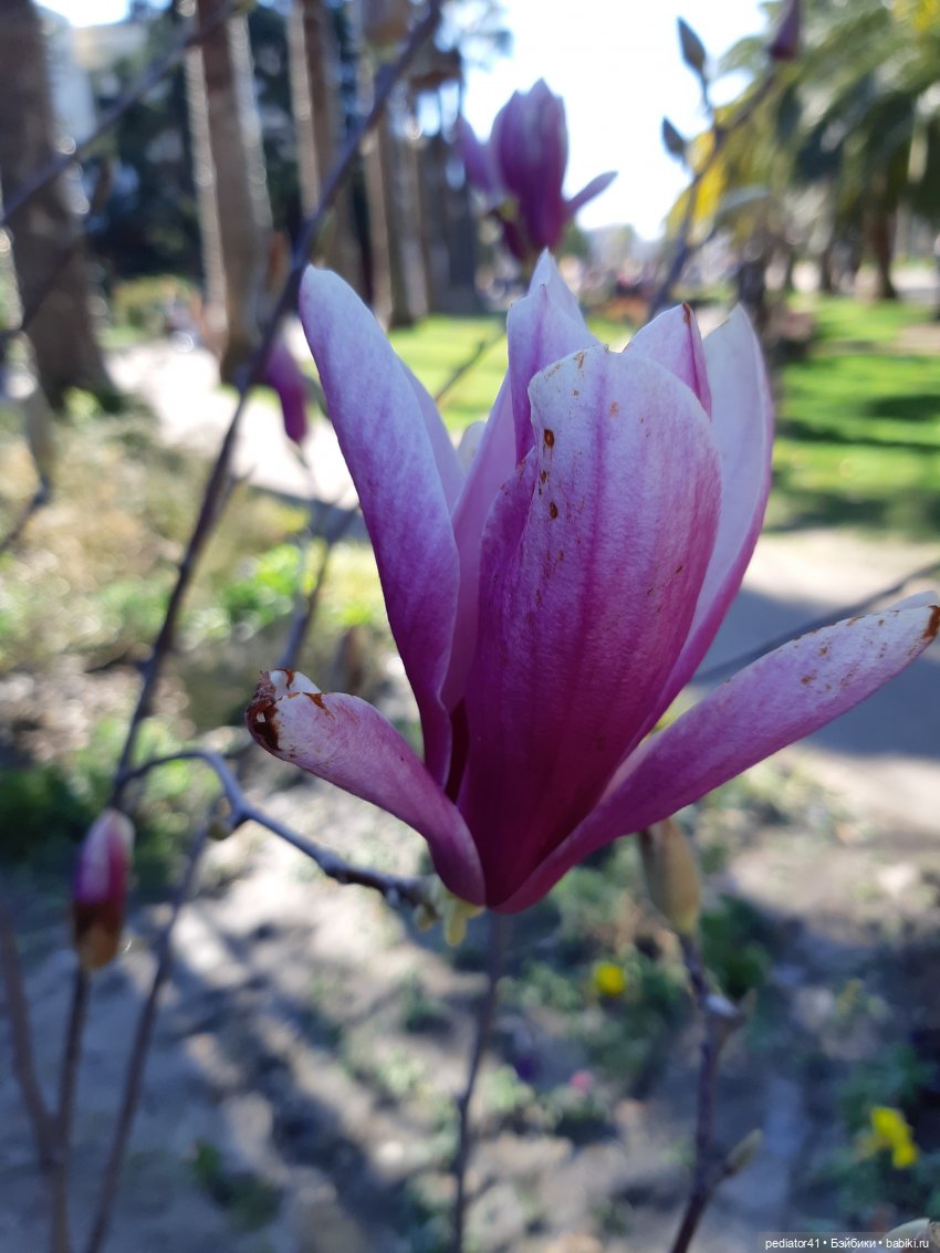 Путешествие Xiaomi Monst и Ко. Маршрут Красная поляна - Сочи (фото 5)