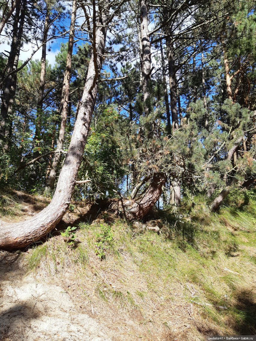 Большое Балтийское путешествие ксиомок. Часть 3 Куршская коса - Калининград в "гости к хомлинам" (фото 5)
