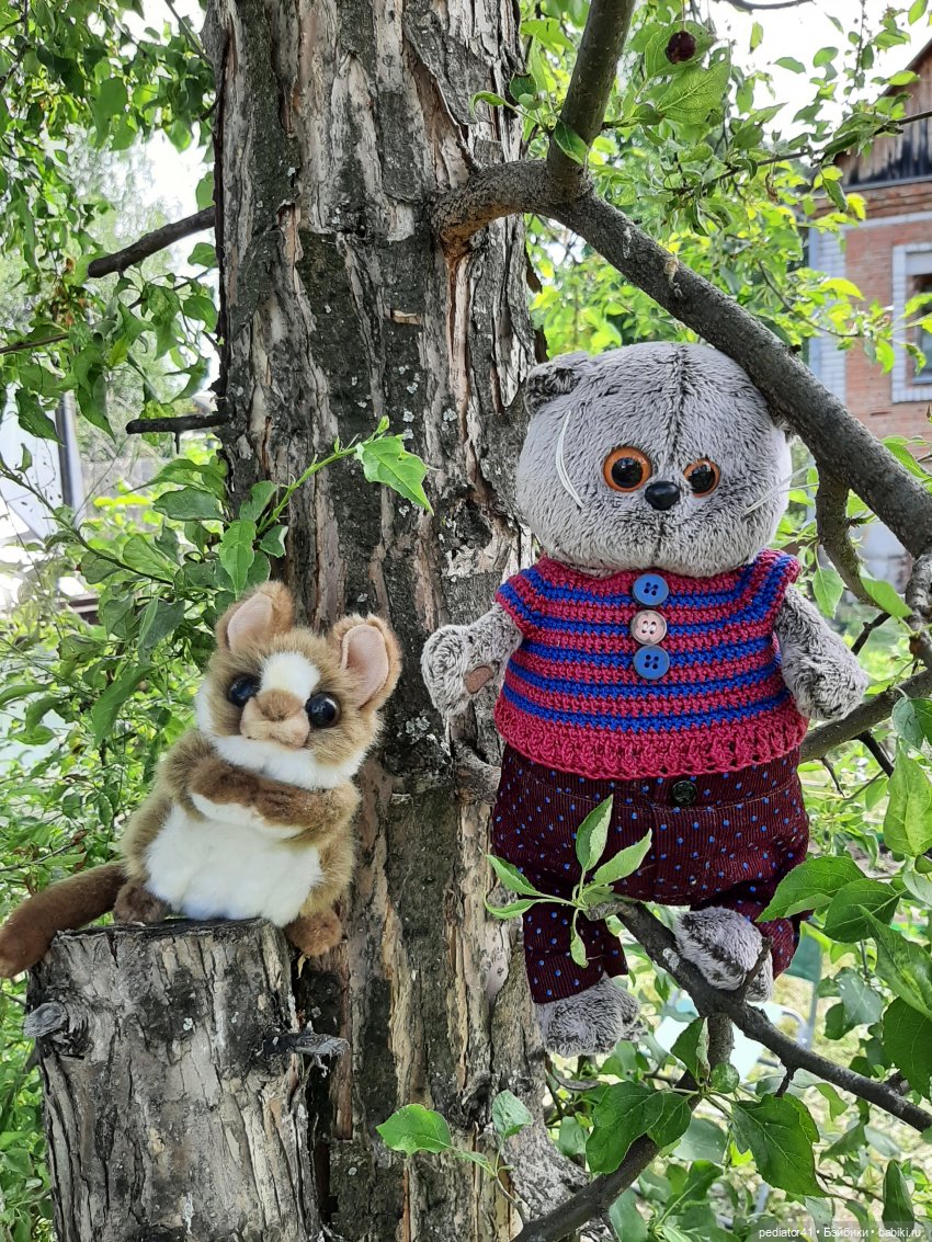 Дачная жизнь кота Басика — Кот Басик (фото 6)