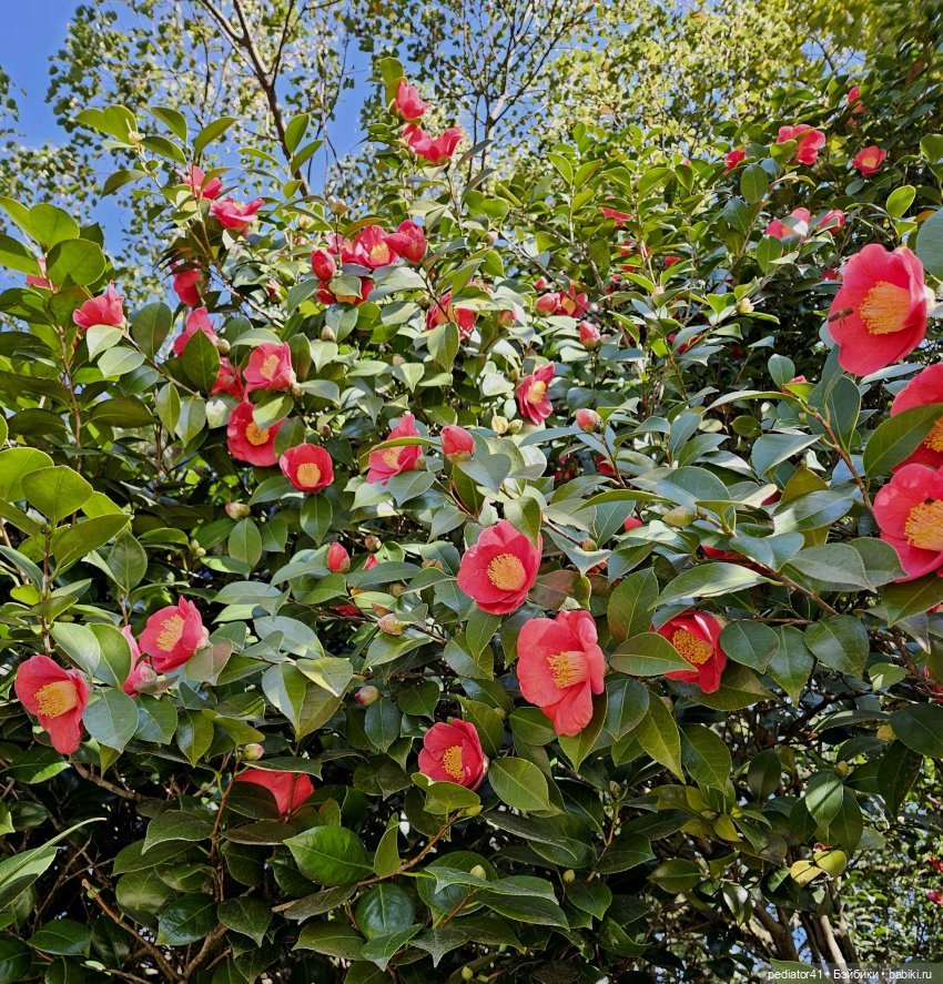 Картинки из прошлой эпохи. Две сестры. Первый бал (фото 9)