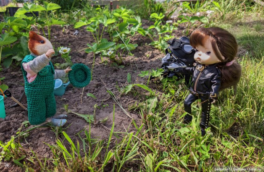 Загородная жизнь морского свина Густава (фото 8)