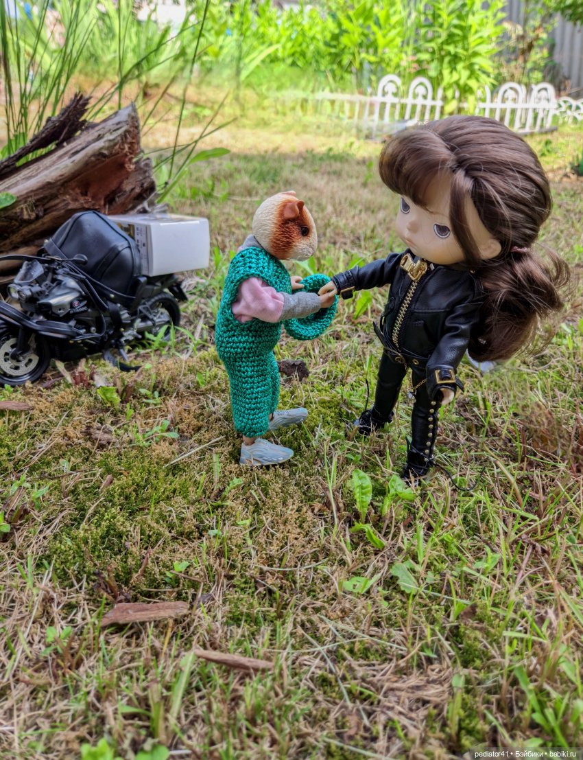 Загородная жизнь морского свина Густава (фото 9)