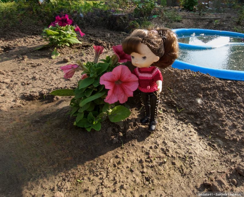 Загородная жизнь морского свина Густава