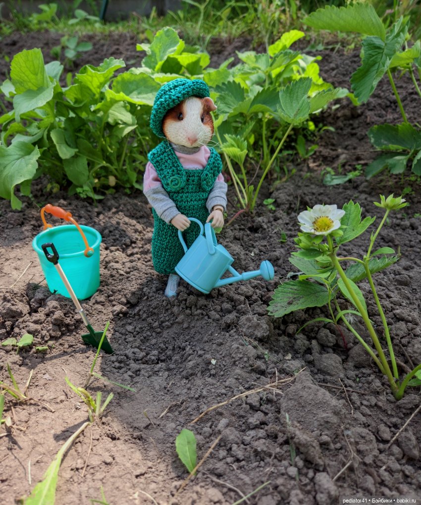 Загородная жизнь морского свина Густава (фото 5)