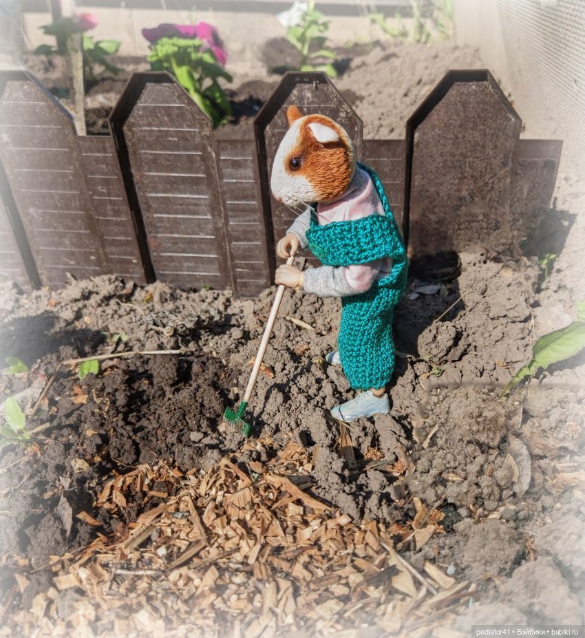 Загородная жизнь морского свина Густава (фото 4)