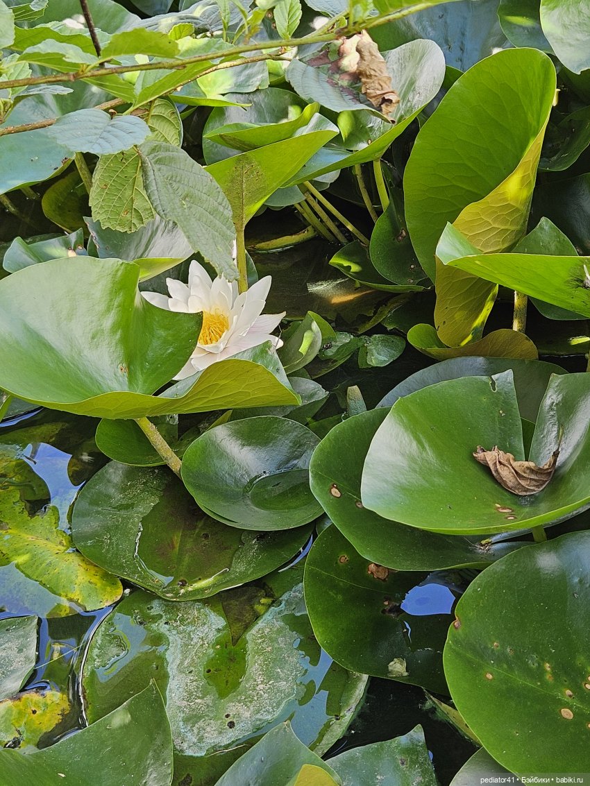 Каникулы морского свина Густава (фото 8)