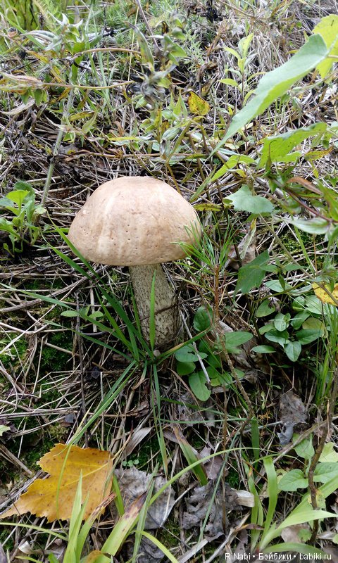 Лес Юрского периода, или прогулка с динозаврами