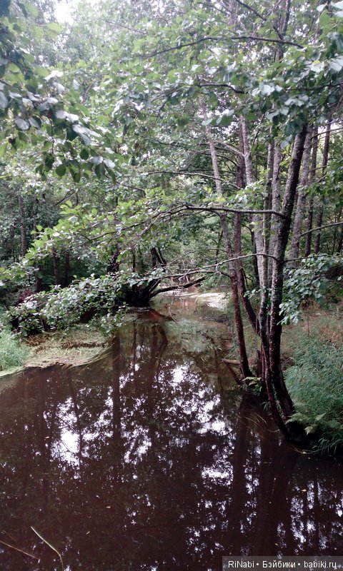 Лес Юрского периода, или прогулка с динозаврами