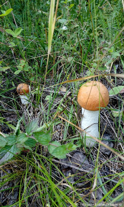 Лес Юрского периода, или прогулка с динозаврами (фото 9)