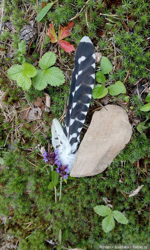 Лес Юрского периода, или прогулка с динозаврами