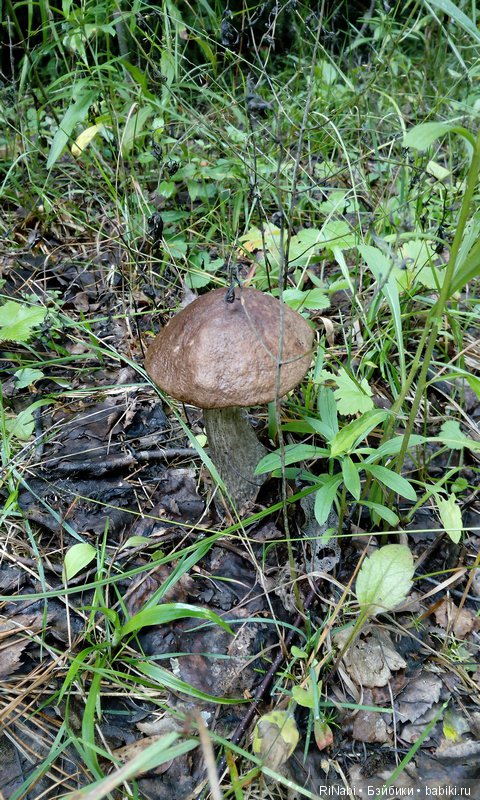 Лес Юрского периода, или прогулка с динозаврами