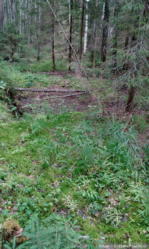 Лес Юрского периода, или прогулка с динозаврами