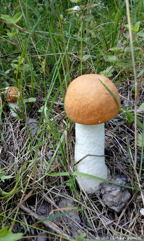 Лес Юрского периода, или прогулка с динозаврами (фото 10)